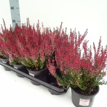 Calluna vulgaris GARDEN GIRLS ATHENE