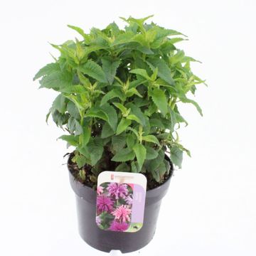 Monarda 'Elegant Magenta'