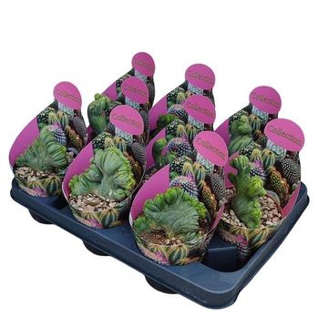 Trichocereus bridgesii monstruosus cristatus