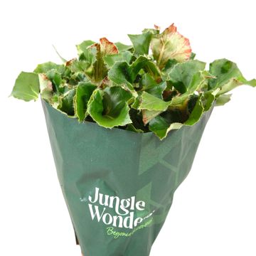 Begonia JUNGLE WONDER GREEN