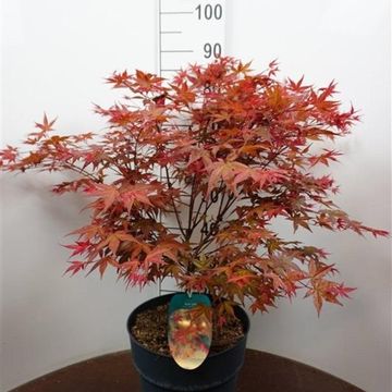 Acer palmatum 'Deshôjô'