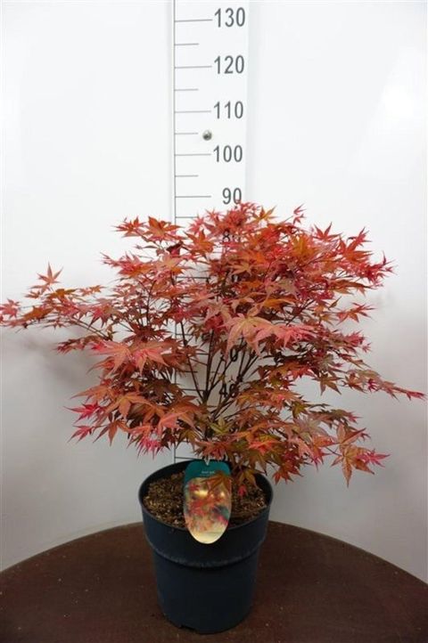 Acer palmatum 'Deshôjô'