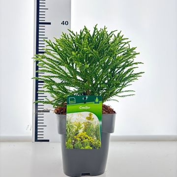 Cryptomeria japonica 'Little Champion'