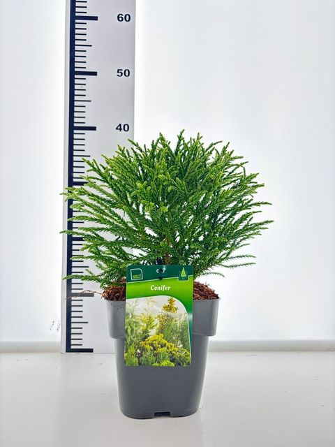 Cryptomeria japonica 'Little Champion'