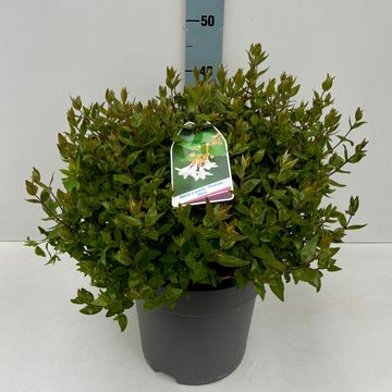 Abelia x grandiflora 'Prostrata'