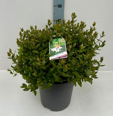 Abelia x grandiflora 'Prostrata'