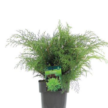 Microbiota decussata