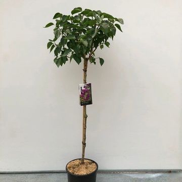 Syringa vulgaris 'Charles Joly'