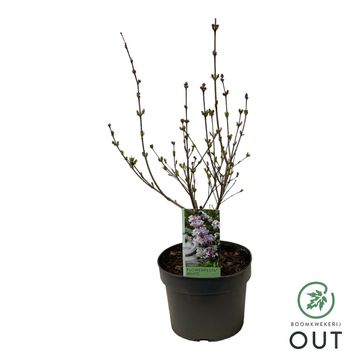 Syringa meyeri FLOWERFESTA WHITE