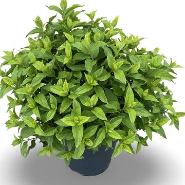 Hydrangea paniculata LITTLE LIME