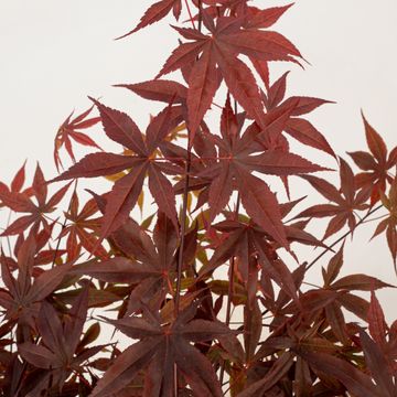 Acer palmatum 'Twombly’s Red Sentinel'