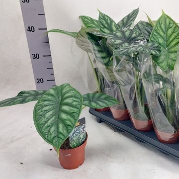 Alocasia 'Dragon Scale'