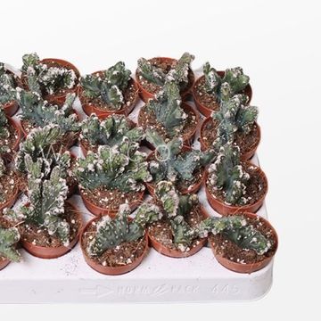 Monvillea spegazzinii cristata