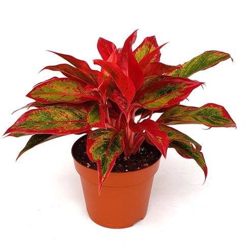 Aglaonema 'Crete Flame'