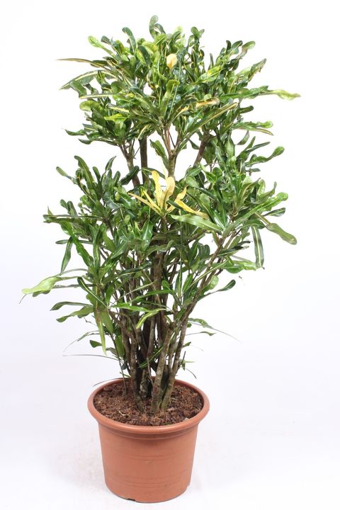 Trojskrzyn variegatum 'Mini Curly'