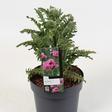 Papaver orientale 'Pink Perfection'