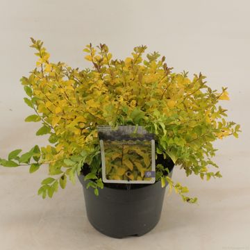 Ligustrum ovalifolium 'Lemon and Lime'