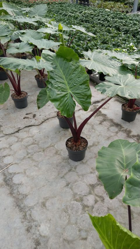 Alocasia 'Imperial Red'