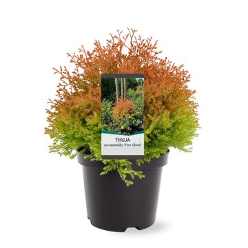 Thuja occidentalis FIRE CHIEF