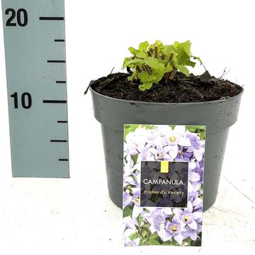 Campanula lactiflora 'Prichard's Variety'
