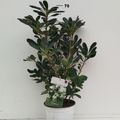 Pittosporum tobira