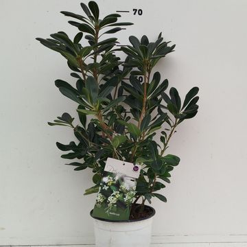 Pittosporum tobira