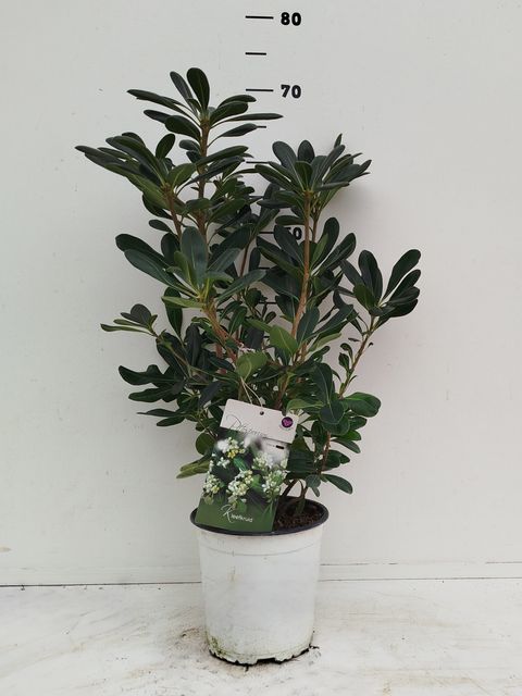 Pittosporum tobira