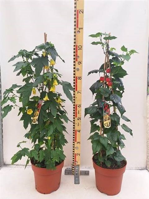 Abutilon megapotamicum