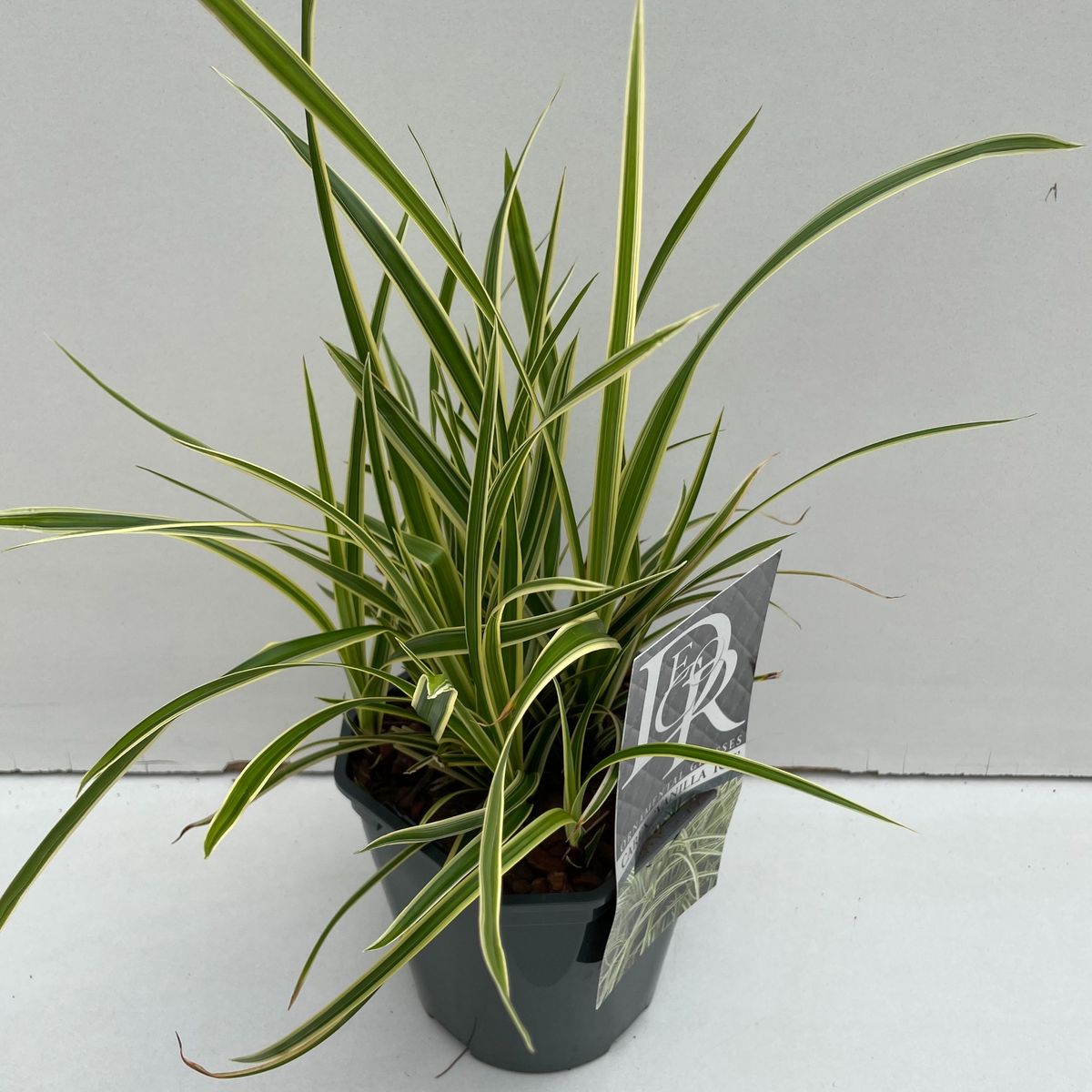 Carex morrowii VANILLA ICE — Plant Wholesale FlorAccess