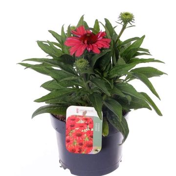 Echinacea purpurea SUNMAGIC WATERMELON