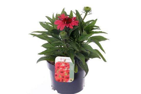 Echinacea purpurea SUNMAGIC WATERMELON
