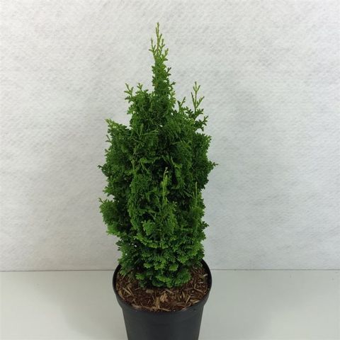 Thuja occidentalis 'Zmatlik'