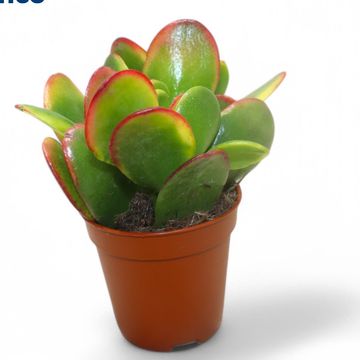 Crassula ovata 'Sunset'