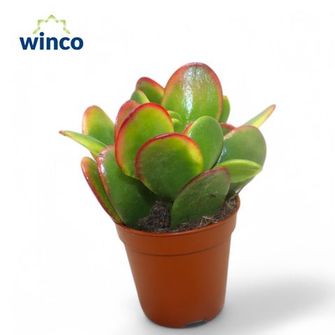 Crassula ovata 'Sunset'