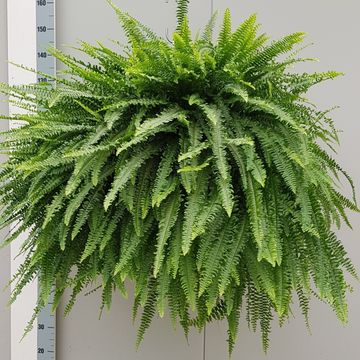 Nephrolepis exaltata 'Green Lady'