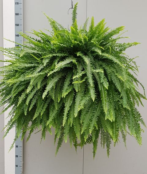 Nephrolepis exaltata 'Green Lady'