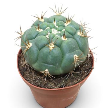 Gymnocalycium pflanzii