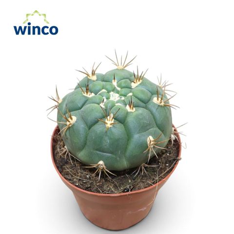 Gymnocalycium pflanzii
