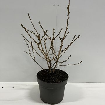 Prunus nipponica 'Бриллант'