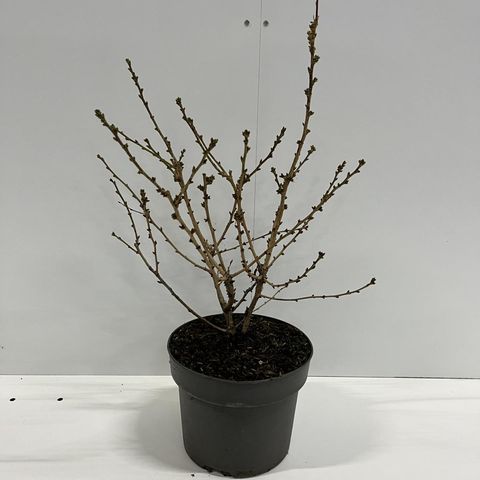 Prunus nipponica 'Бриллант'