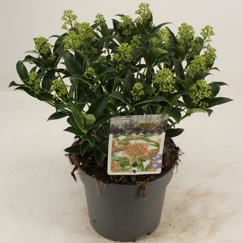 Skimmia japonica 'Marlot'