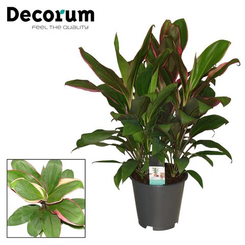 Cordyline fruticosa 'Geraldo'