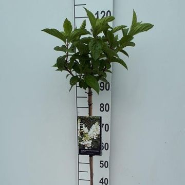 Hydrangea paniculata CANDLELIGHT