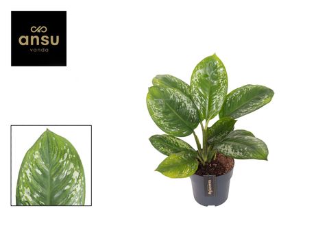 Aglaonema 'Onyx Green'