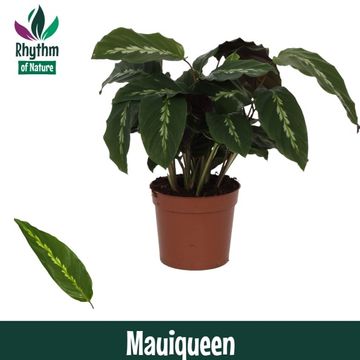 Calathea 'Maui Queen'