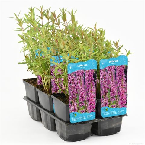 Lythrum salicaria