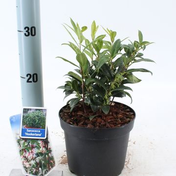 Sarcococca hookeriana