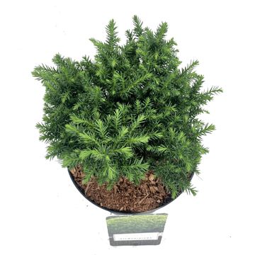 Cryptomeria japonica 'Vilmoriniana'