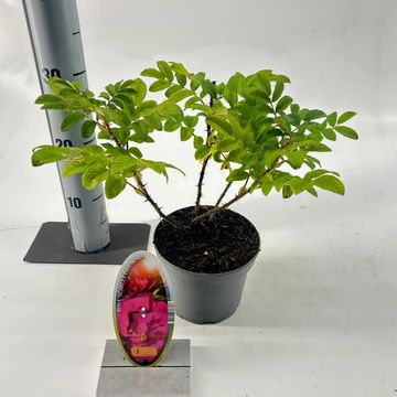 Rosa SCARLET PAVEMENT