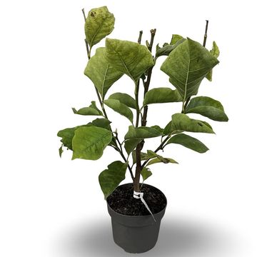 Magnolia 'Yellow Lantern'